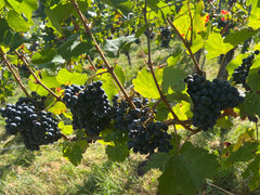 Trauben im Weinberg | Weingut Zaiß | Stuttgart-Obertürkheim