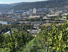 Weinlese 2023 | Weingut Zaiß | Stuttgart-Obertürkheim