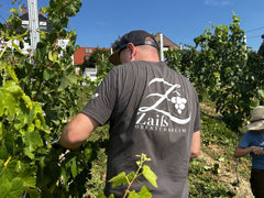 Weinlese 2023 I Weingut Zaiß I Stuttgart Obertürkheim