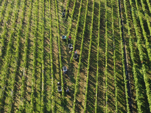 Weinlese 2022 - Weingut Zaiß - Weinberg Luftaufnahme