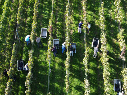 Weinlese 2022 - Weingut Zaiß - Weinberg Luftaufnahme