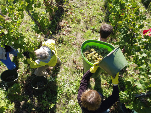 Weinlese 2022 - Weingut Zaiß - Buttenträger