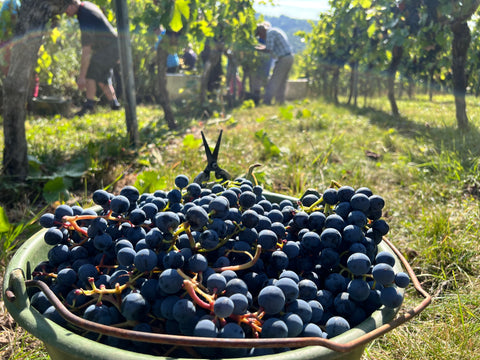 Weinlese 2022 - Weingut Zaiß - Weintrauben im Eimer