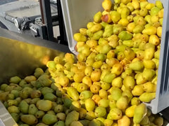 Williams-Christ Birnen in Trichter | Weingut Zaiß | Stuttgart-Obertürkheim