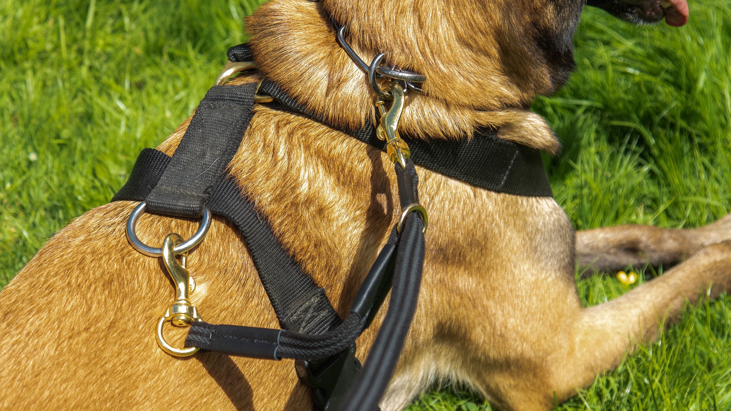 Sure Grip Leash With Floating Safety Attachment – DogSport Gear