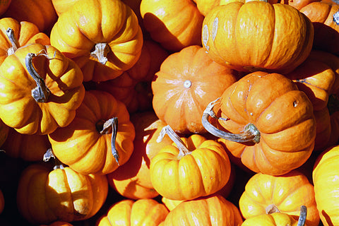 calabaza para la diarrea en perros