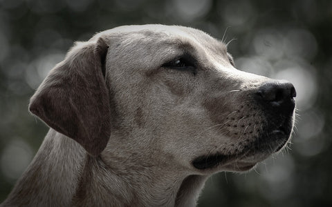 perro estreñido