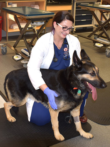 tratamiento veterinario de la artrosis