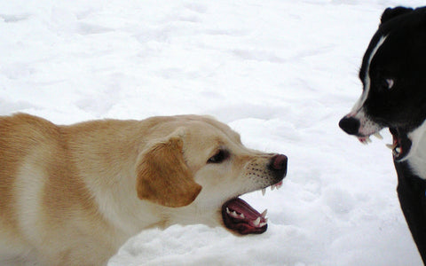 dieta barf agresividad perros