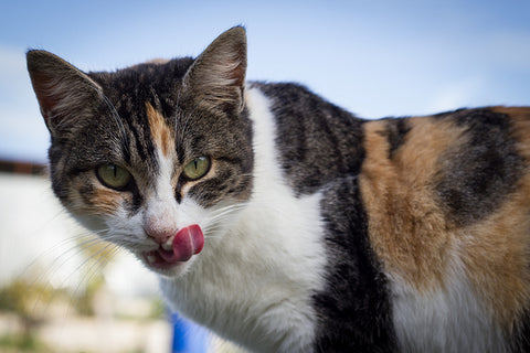 comida natural para perros y gatos