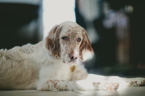 enfermedades intestinales en perros