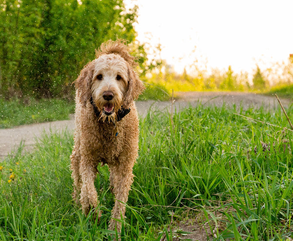 Condroprotectores para perros