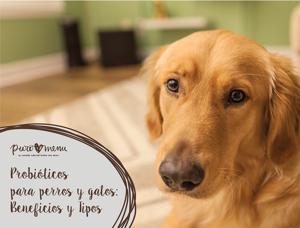 probioticos para perros y gatos - que son y como usarlos