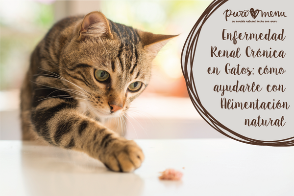 Insuficiencia renal en Gatos: Ayúdale con la Dieta Natural – Puromenu