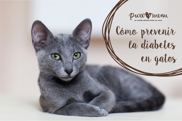 prevenir la diabetes en gatos