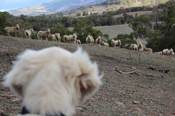 vitamina D para perros y gatos a traves de linolina