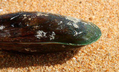 Mejillón de Labio Verde