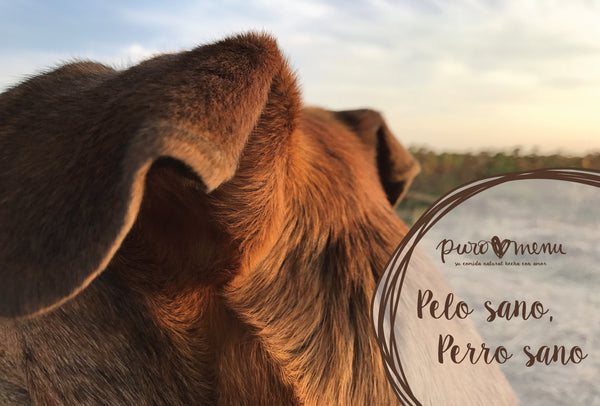 Un pelo sano es un perro sano