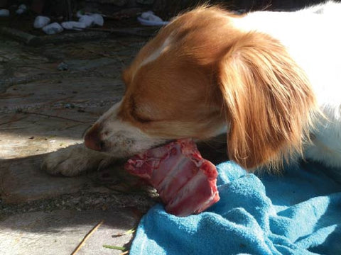 perro comiendo hueso BARF