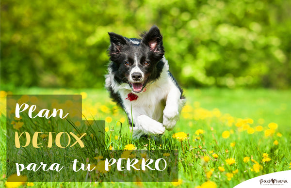 plan detox primavera para perros