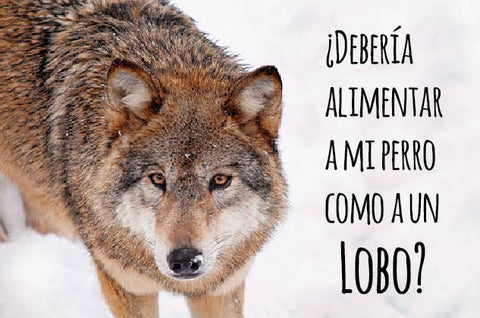 dieta barf perro lobo