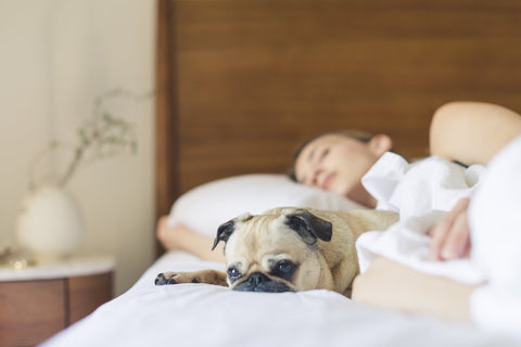 perro en la cama con diarrea