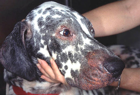 alergia en perros dermatitis