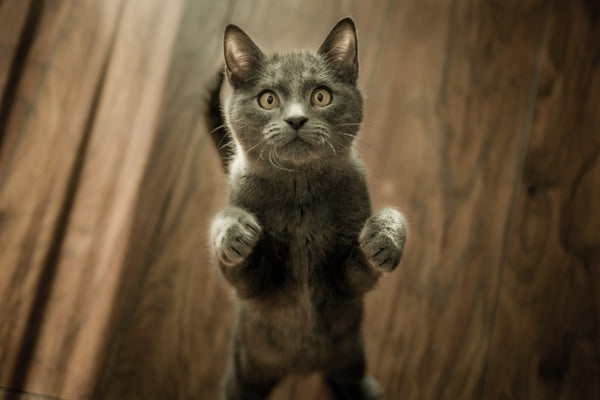 calcio para perros y gatos