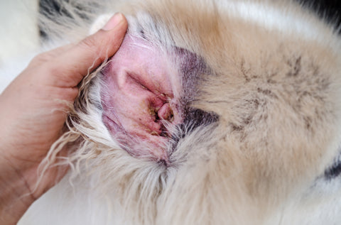 dermatitis causada por malos ingredientes en perros