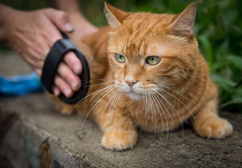 allogrooming en gatos