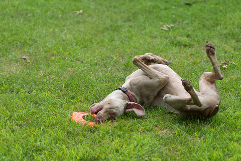 Perro jugando Omega 3 sano