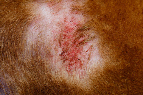 dermatitis y eccemas en perros dieta barf