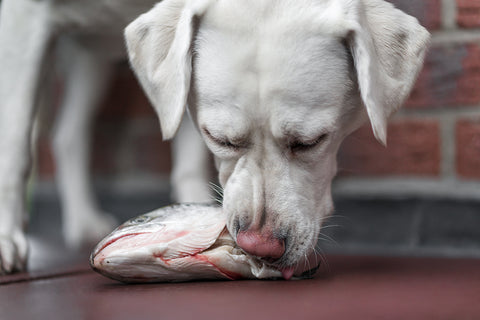 perro comiendo pescado por el omega 3