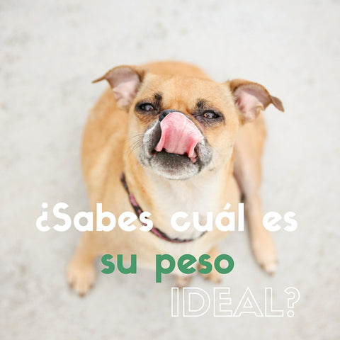 dieta barf perros gatos peso ideal