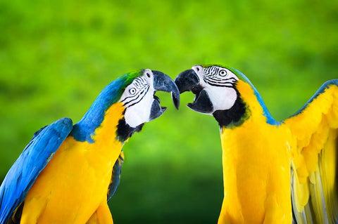 photo de couples de aras bleus