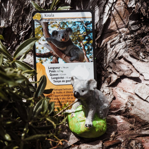 photo koala espèce menacée carte défis nature 