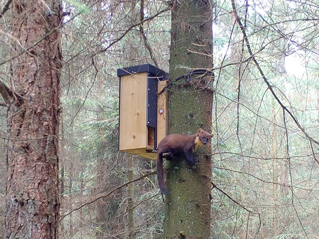 A pine marten outside of a den box