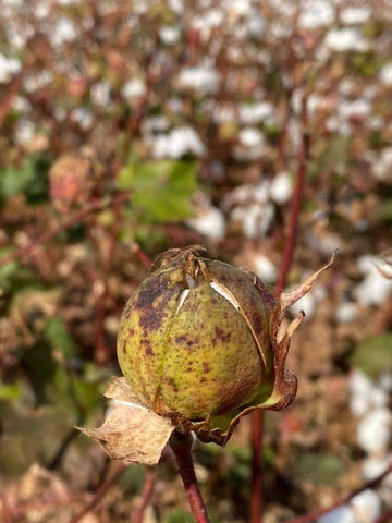 Cotton Flower Bud