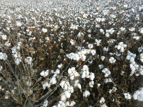 Cotton 