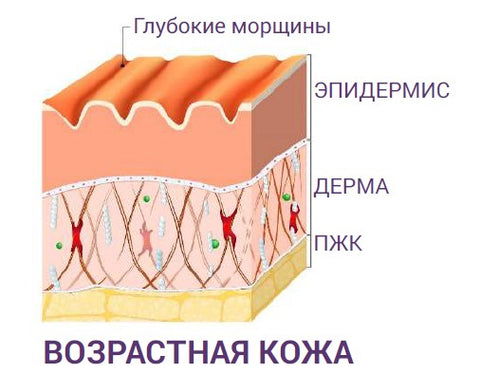 В каком слое кожи синтезируется пигмент