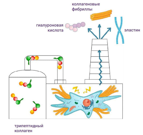 Трипептидный коллаген