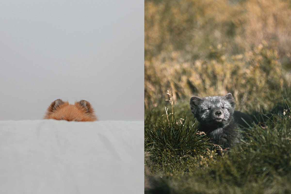 Arctic fox lemmings