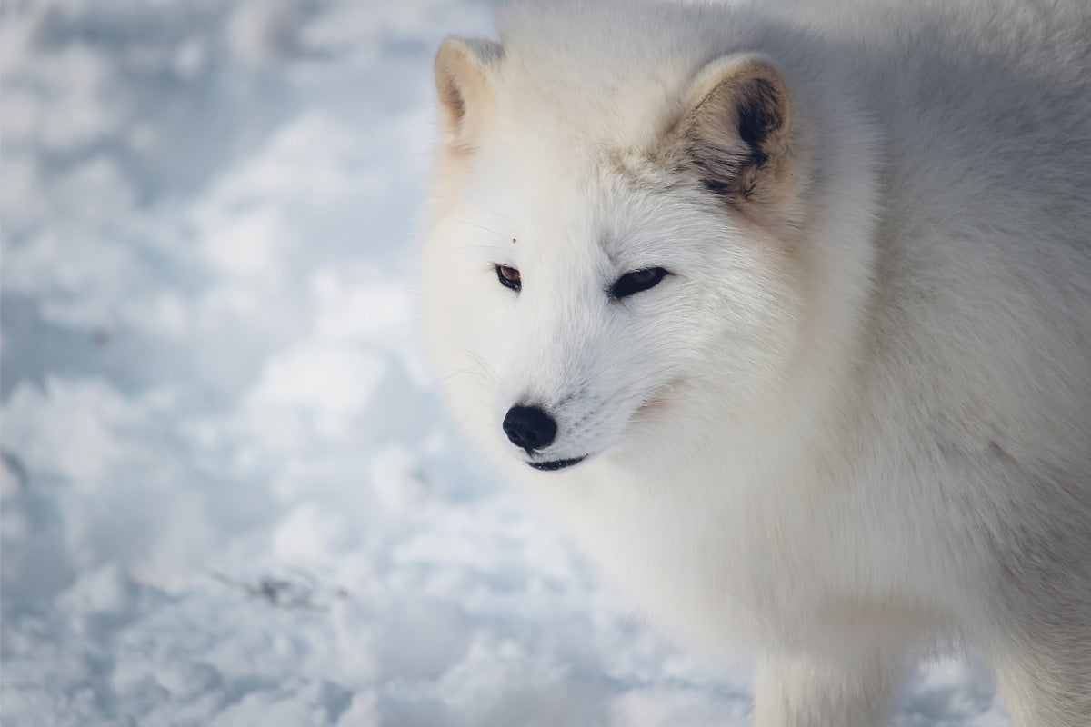 Arctic fox