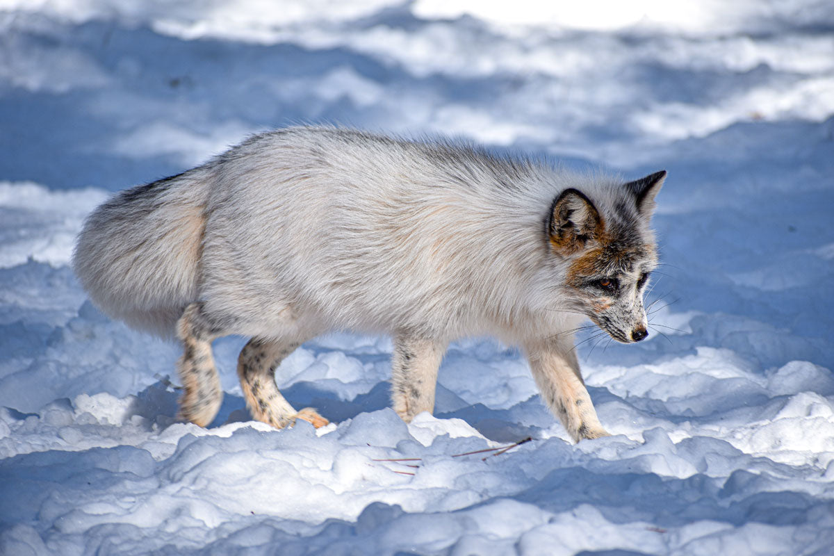 Arctic fox color