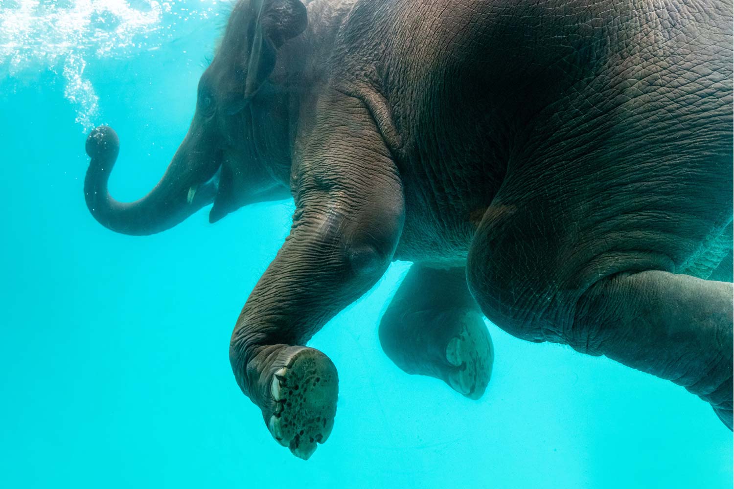 elephant snorkel trunk