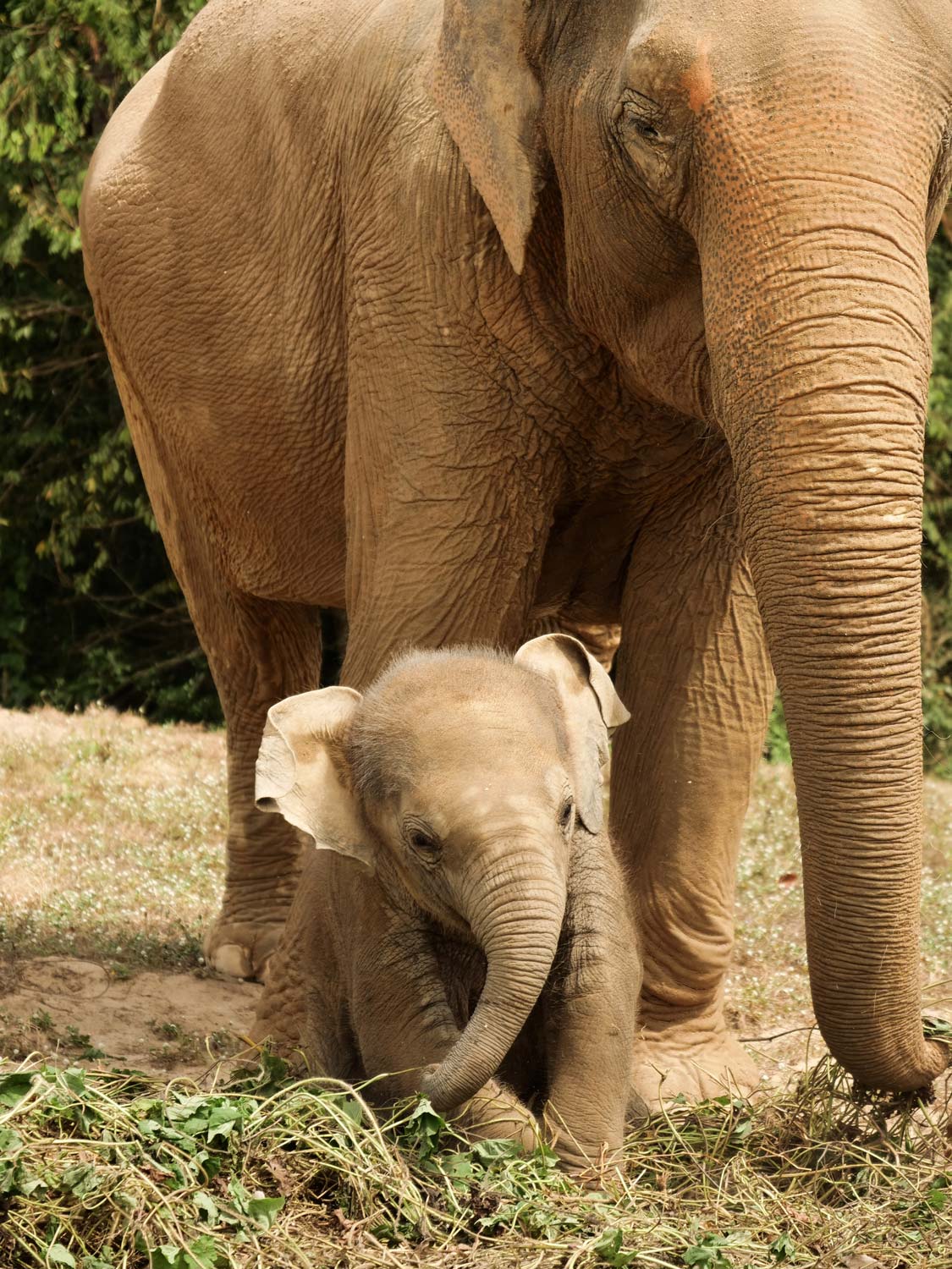 elephant and baby elephant