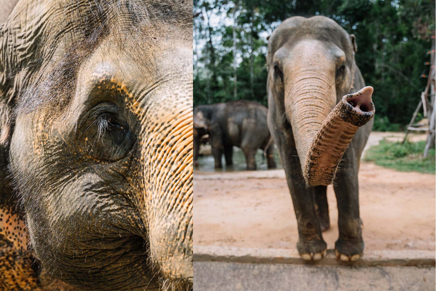 elephant eyelashes and trunk