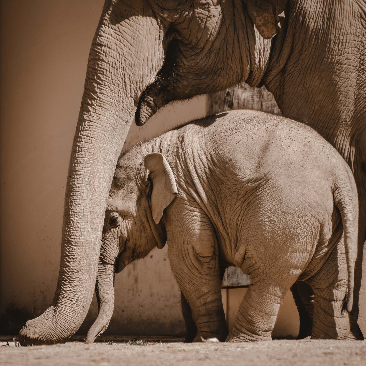 Elephant and baby elephant