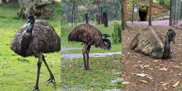 emu animal 