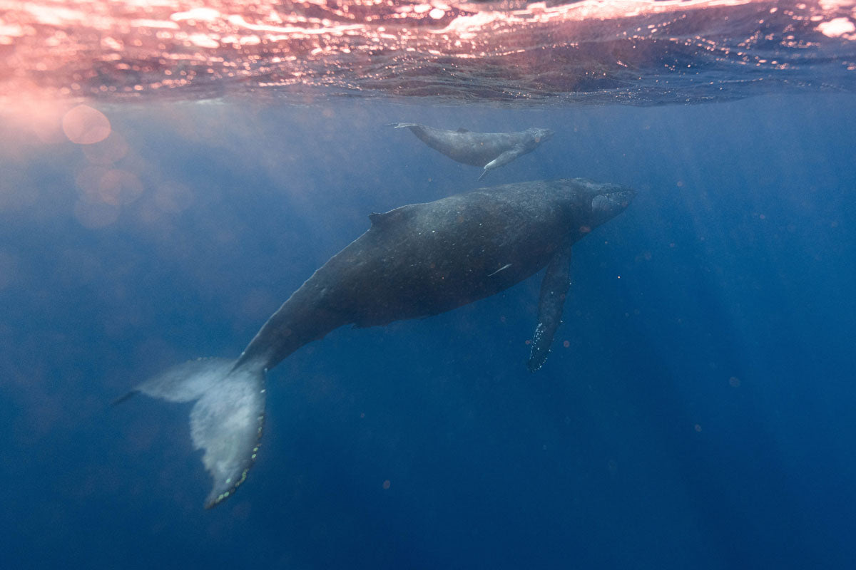 Sperm whale swimming